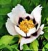 Rockii Peony: YU LOU CANG JIAO
